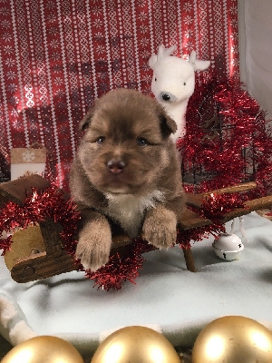 Les chiots de Chien finnois de Laponie