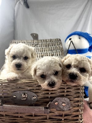Les chiots de Bichon Frise