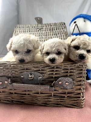 Les chiots de Bichon Frise