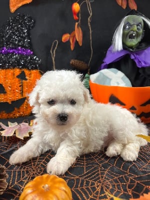 Les chiots de Bichon Frise