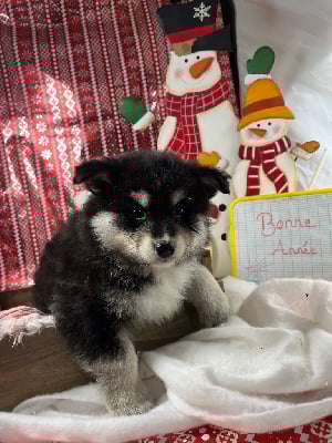 Les chiots de Chien finnois de Laponie