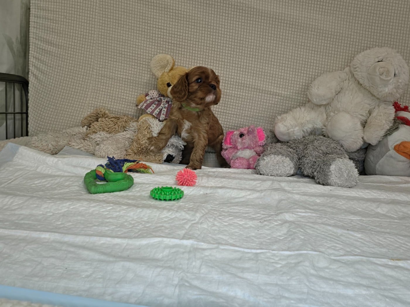 colliervert - Cavalier King Charles Spaniel
