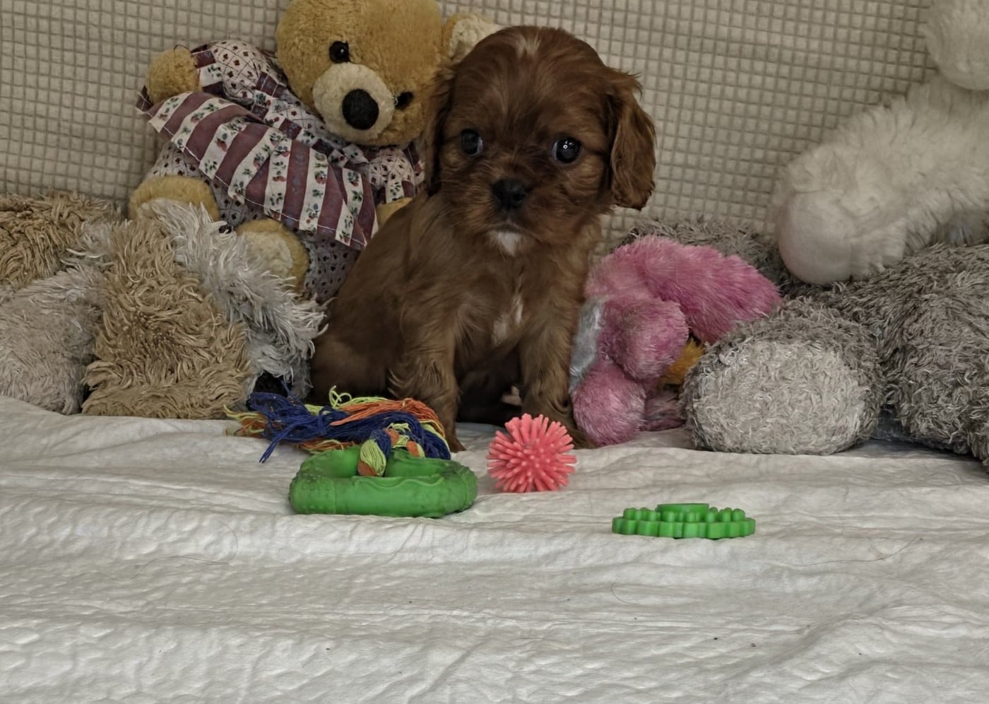 collier gris - Cavalier King Charles Spaniel