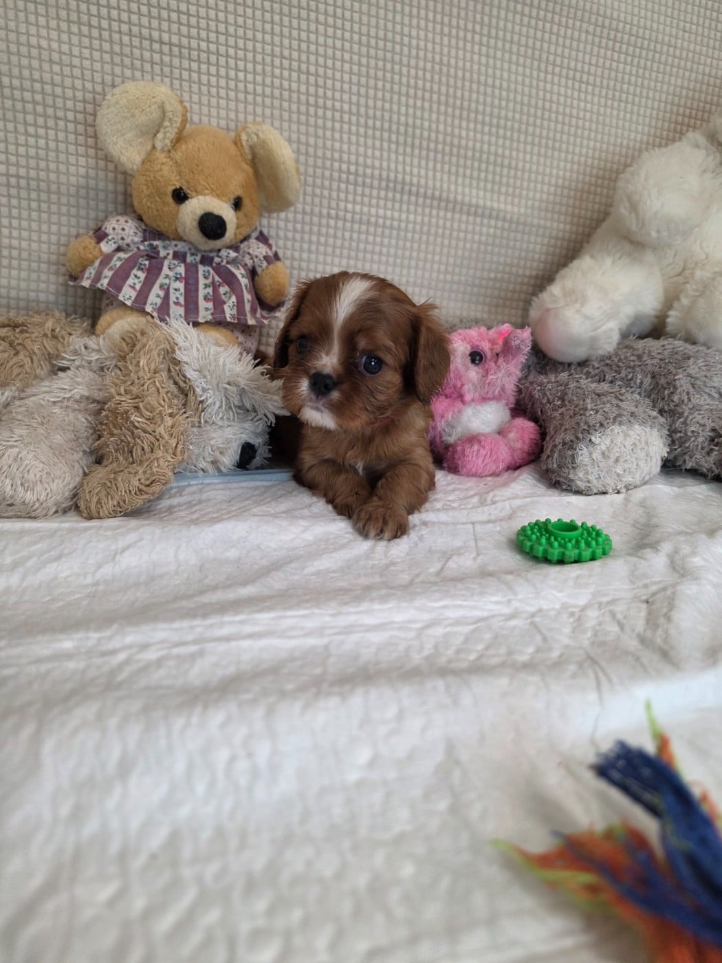collier rouge - Cavalier King Charles Spaniel
