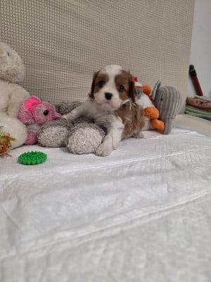 Collier vert clair - Cavalier King Charles Spaniel