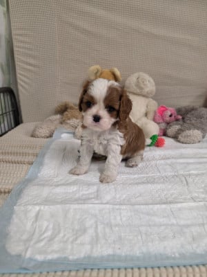 Coliier vert foncé - Cavalier King Charles Spaniel