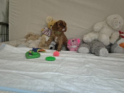 Les chiots de Cavalier King Charles Spaniel
