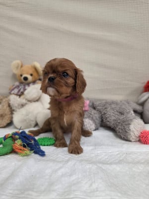 Les chiots de Cavalier King Charles Spaniel