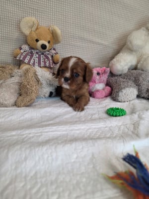 Les chiots de Cavalier King Charles Spaniel