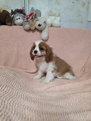 Les chiots de Cavalier King Charles Spaniel