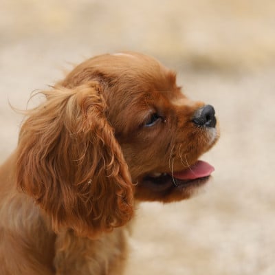 Les chiots de Cavalier King Charles Spaniel