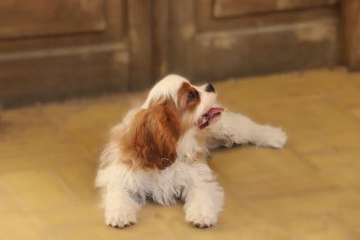 Les chiots de Cavalier King Charles Spaniel