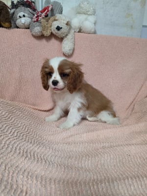 Les chiots de Cavalier King Charles Spaniel