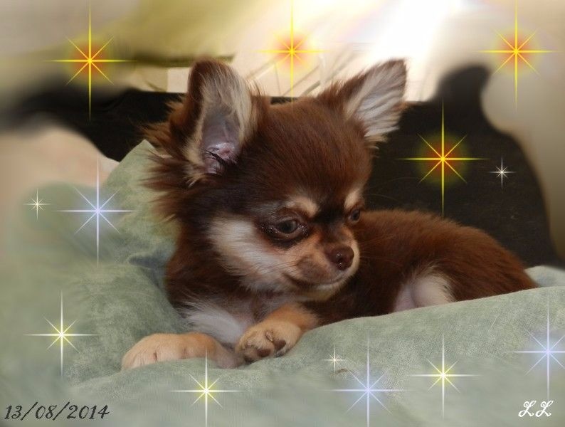 Just a dream of choco des P'tits Sucres d'Orge
