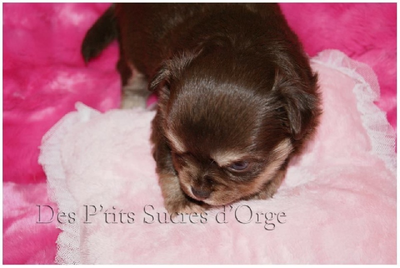 Just a dream of choco des P'tits Sucres d'Orge
