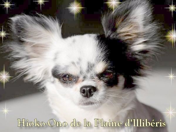 Hioko-ono De La Plaine D'illiberis