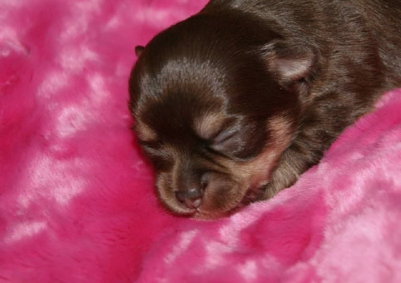 Just a dream of choco des P'tits Sucres d'Orge