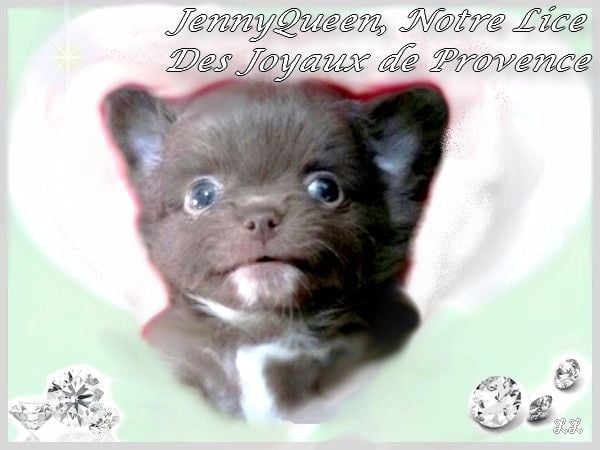 Jennyqueen all choco (Sans Affixe)