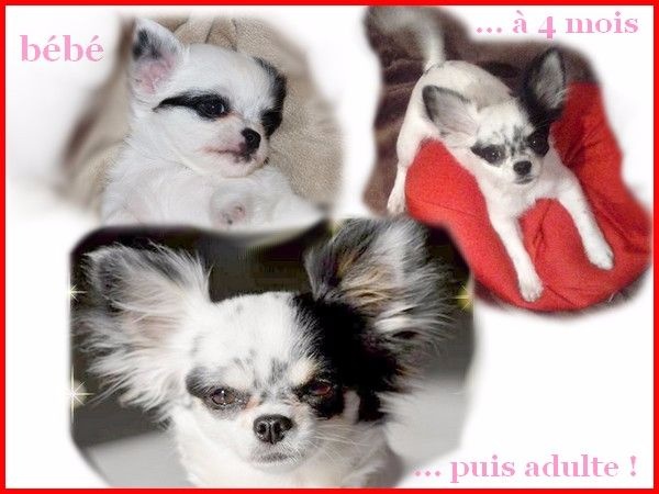 Accueil Elevage Des Joyaux De Provence Eleveur De Chiens Chihuahua