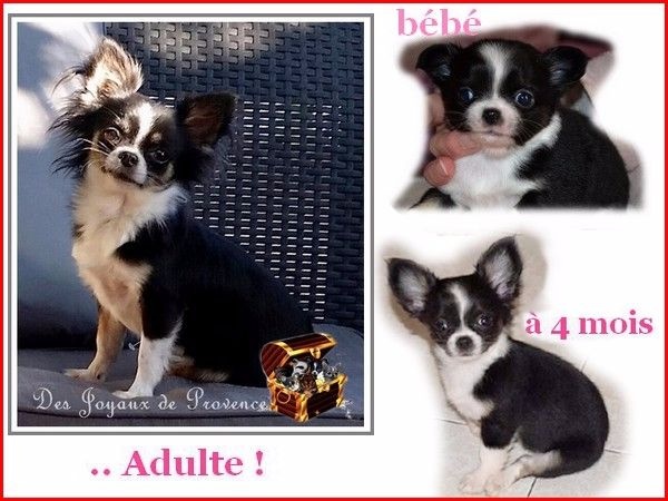 Accueil Elevage Des Joyaux De Provence Eleveur De Chiens Chihuahua