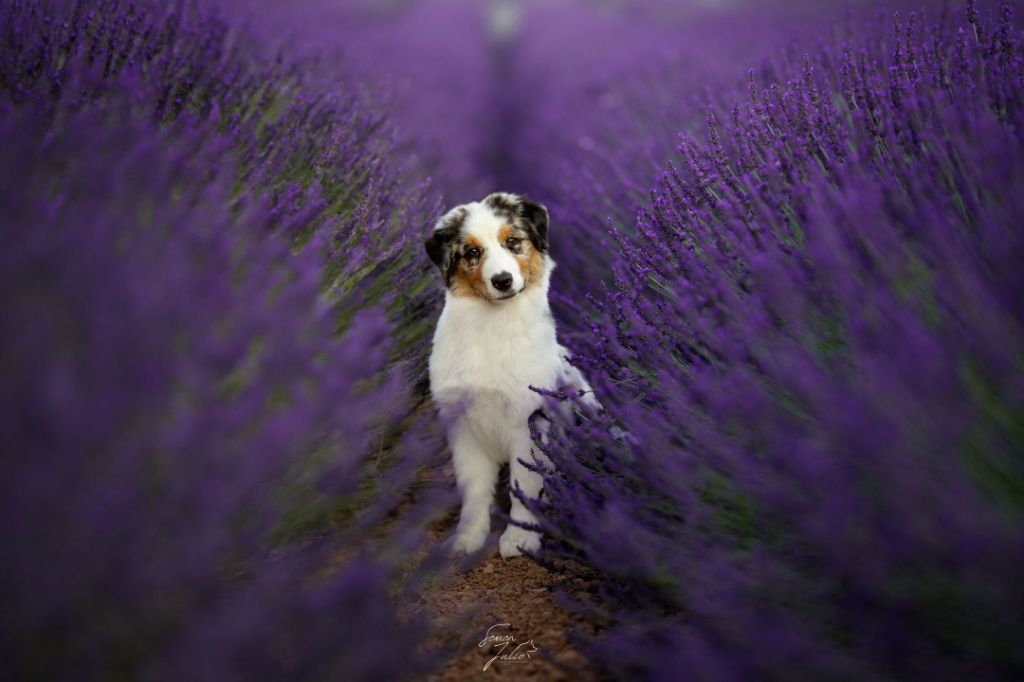 Aerosmith amazing dire raven Del Diamante Azul