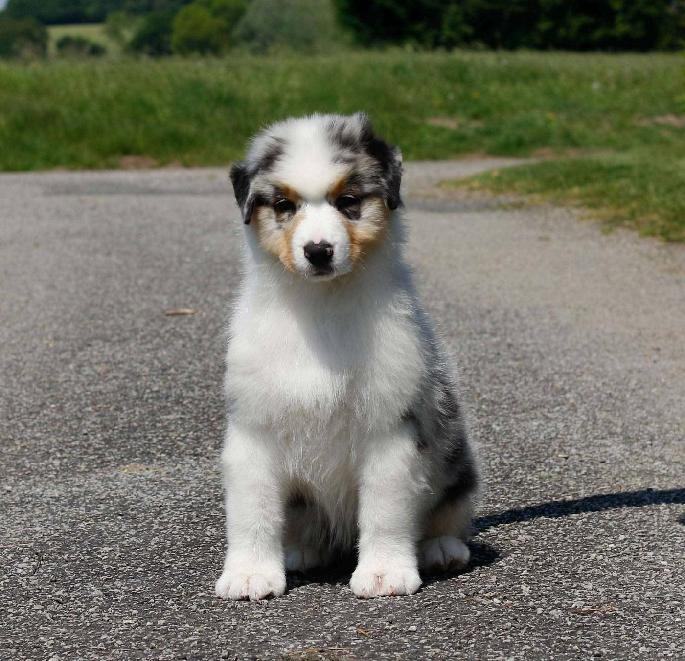 Aerosmith amazing dire raven Del Diamante Azul