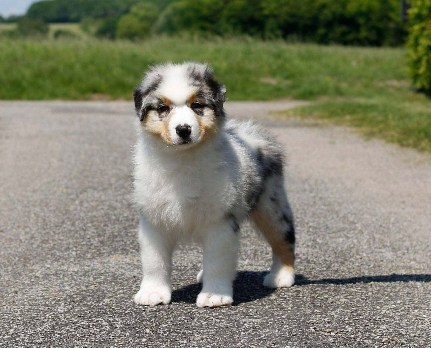 Aerosmith amazing dire raven Del Diamante Azul