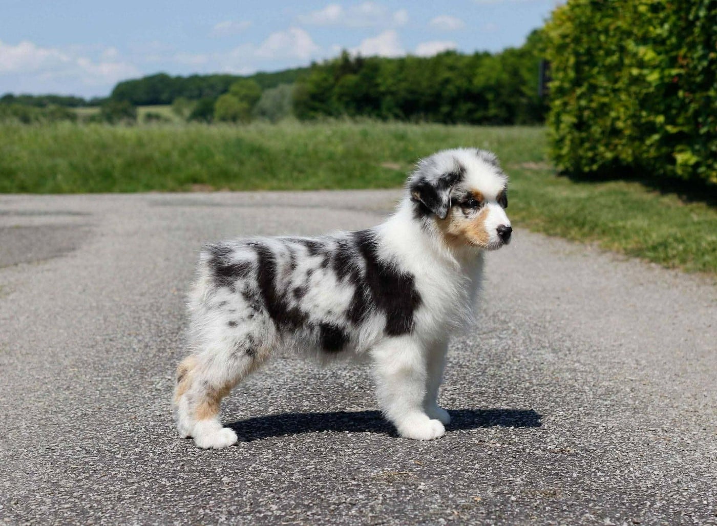 Aerosmith amazing dire raven Del Diamante Azul