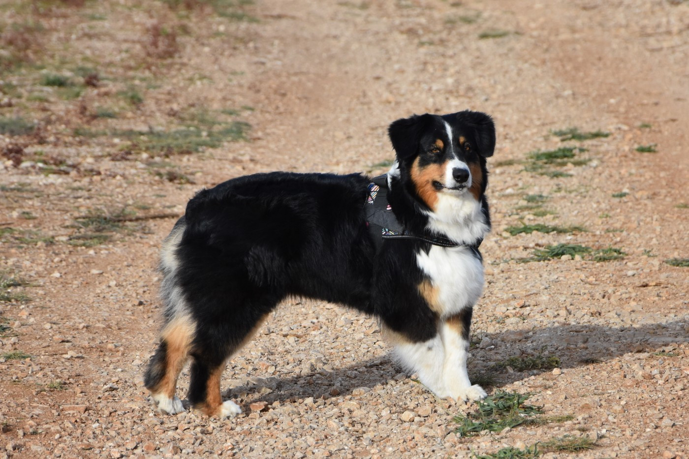 Native skaikru octavia dite 'nily' Des Bergers Du Temple Maya