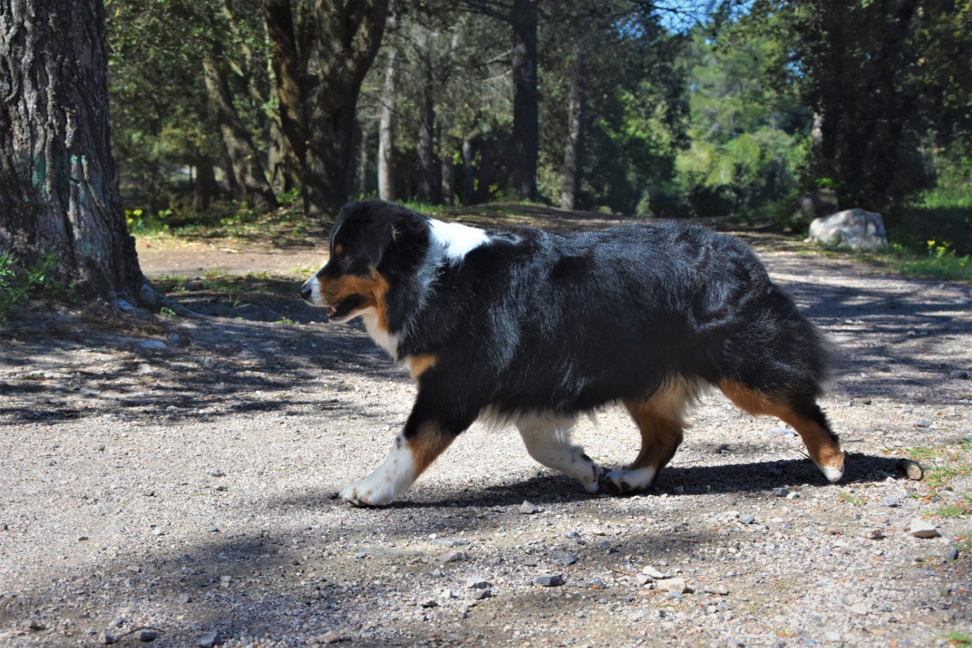 Native skaikru octavia dite 'nily' Des Bergers Du Temple Maya