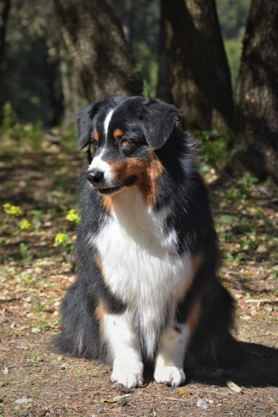 Native skaikru octavia dite 'nily' Des Bergers Du Temple Maya
