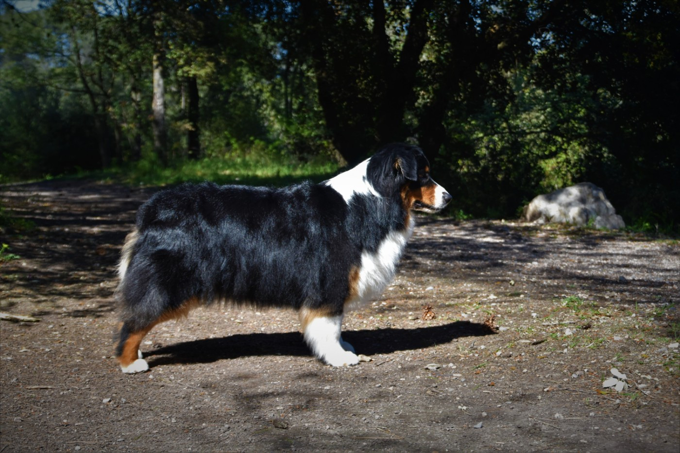 Native skaikru octavia dite 'nily' Des Bergers Du Temple Maya