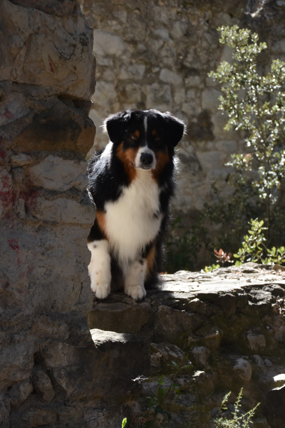 Native skaikru octavia dite 'nily' Des Bergers Du Temple Maya