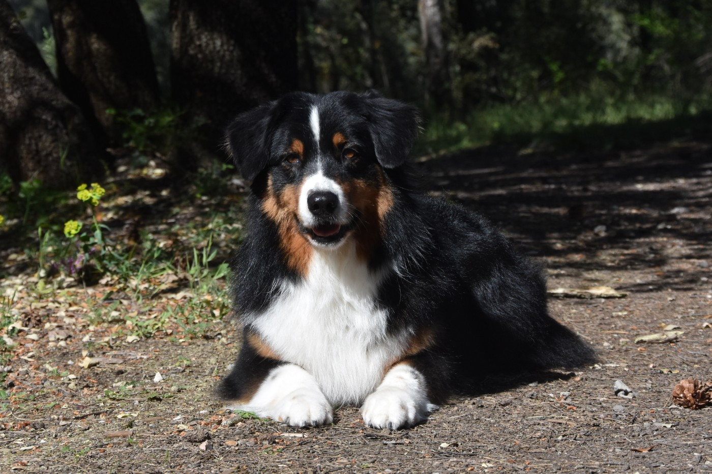 Native skaikru octavia dite 'nily' Des Bergers Du Temple Maya