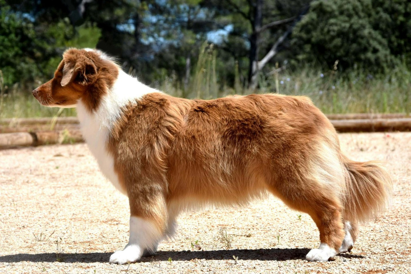 Haba dit 'maya' du domaine des Mandets