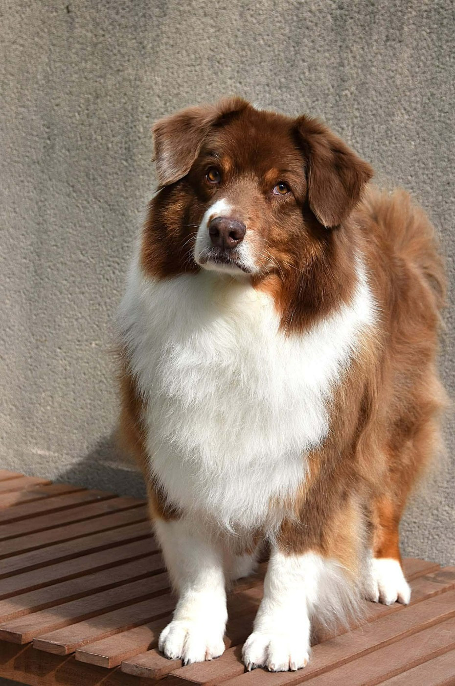 Haba dit 'maya' du domaine des Mandets