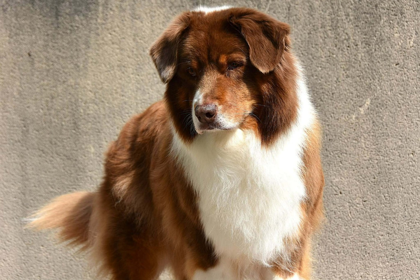 Haba dit 'maya' du domaine des Mandets