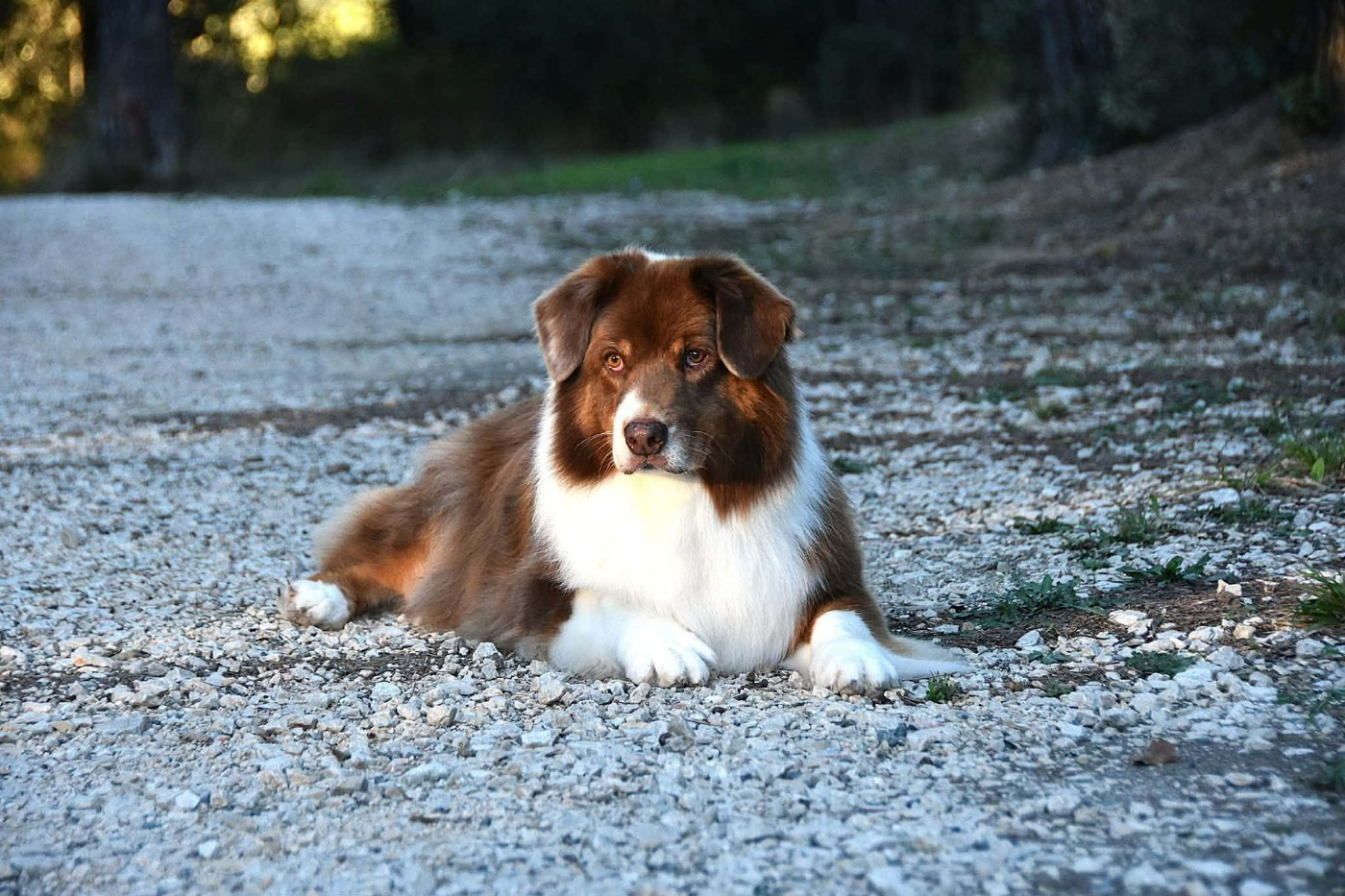 Haba dit 'maya' du domaine des Mandets