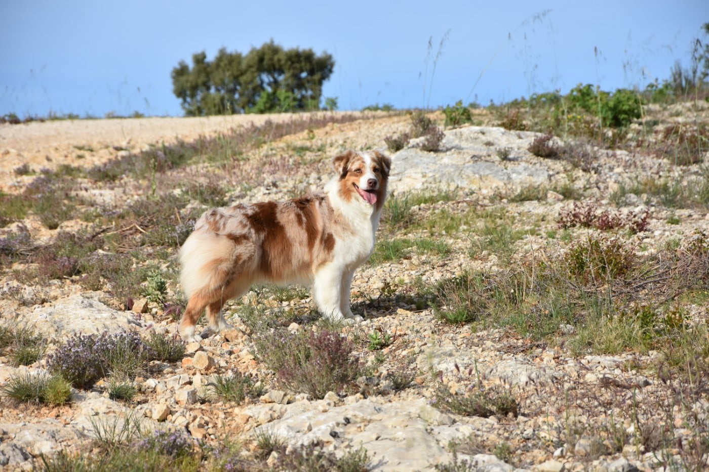 Lady khaleesi Des Bergers Du Temple Maya