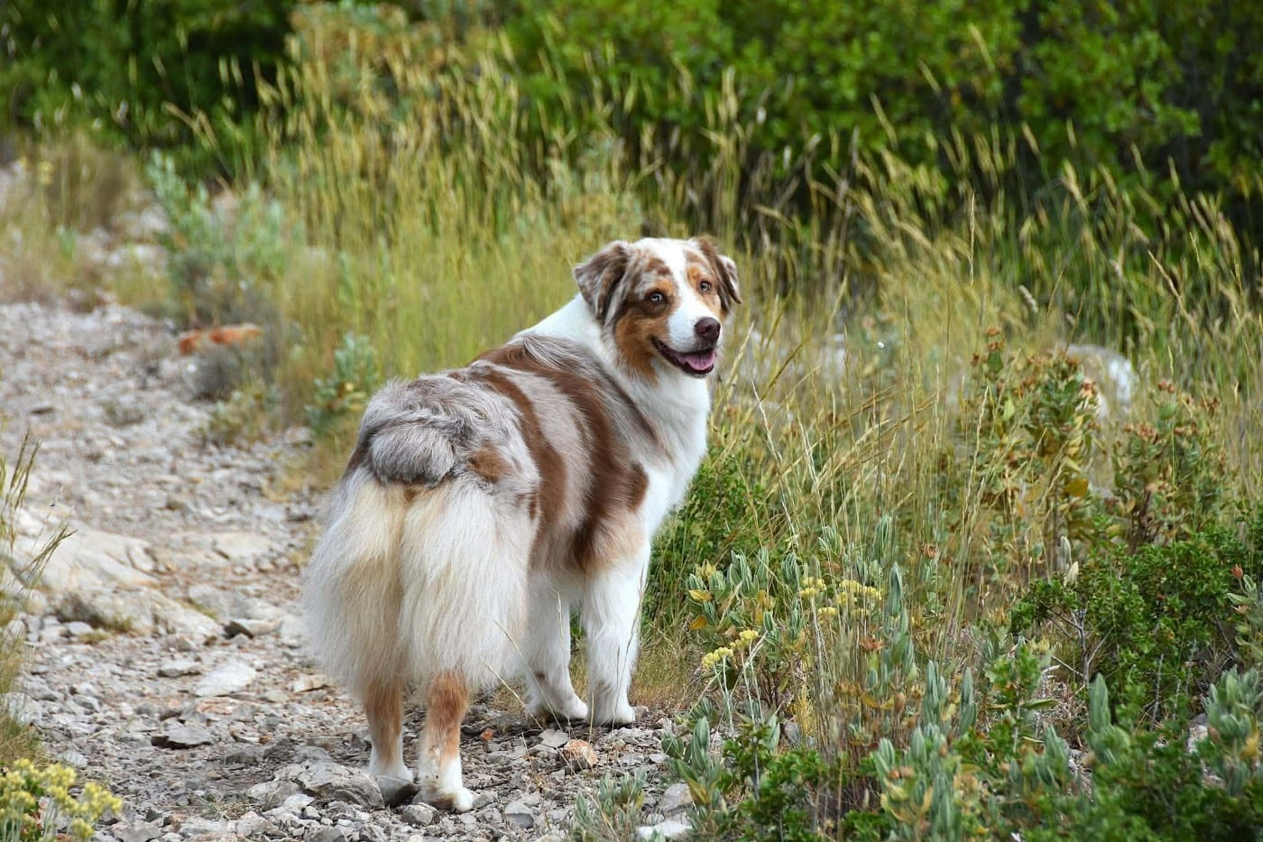Lady khaleesi Des Bergers Du Temple Maya