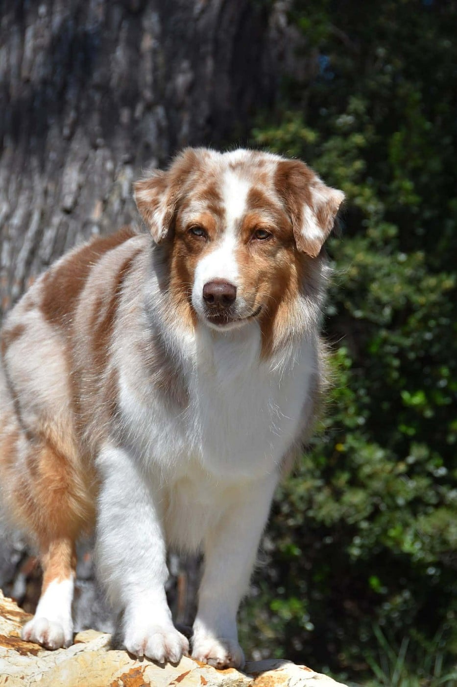 Lady khaleesi Des Bergers Du Temple Maya