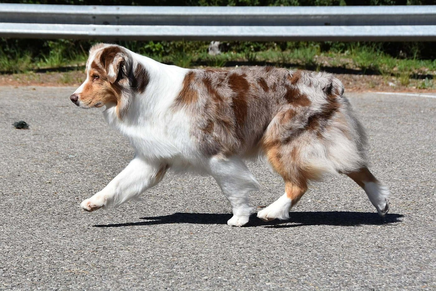 Lady khaleesi Des Bergers Du Temple Maya