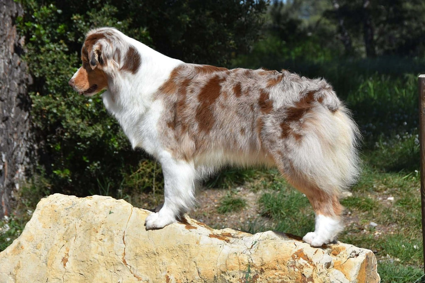 Lady khaleesi Des Bergers Du Temple Maya