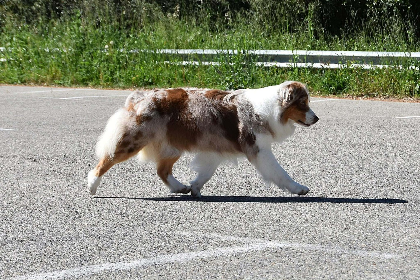Lady khaleesi Des Bergers Du Temple Maya