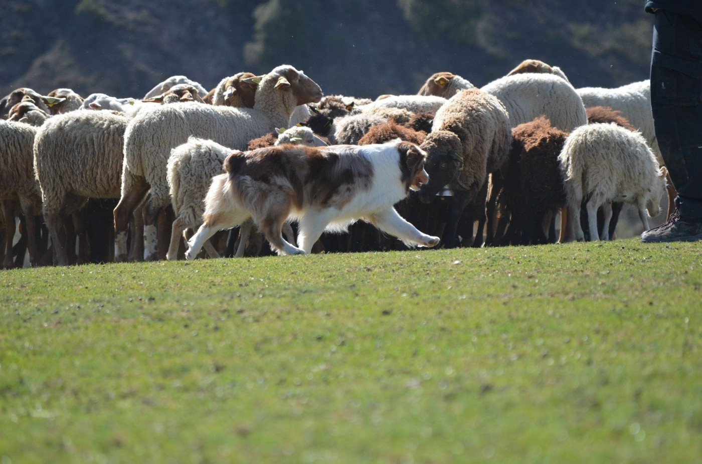 Lady daenerys targaryen Des Bergers Du Temple Maya