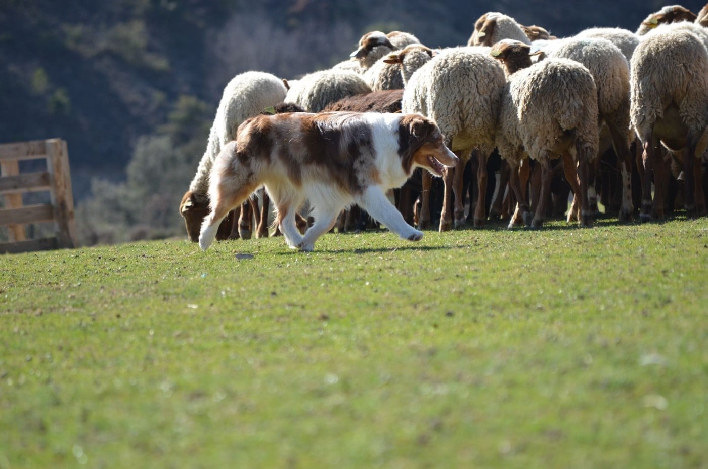 Lady daenerys targaryen Des Bergers Du Temple Maya