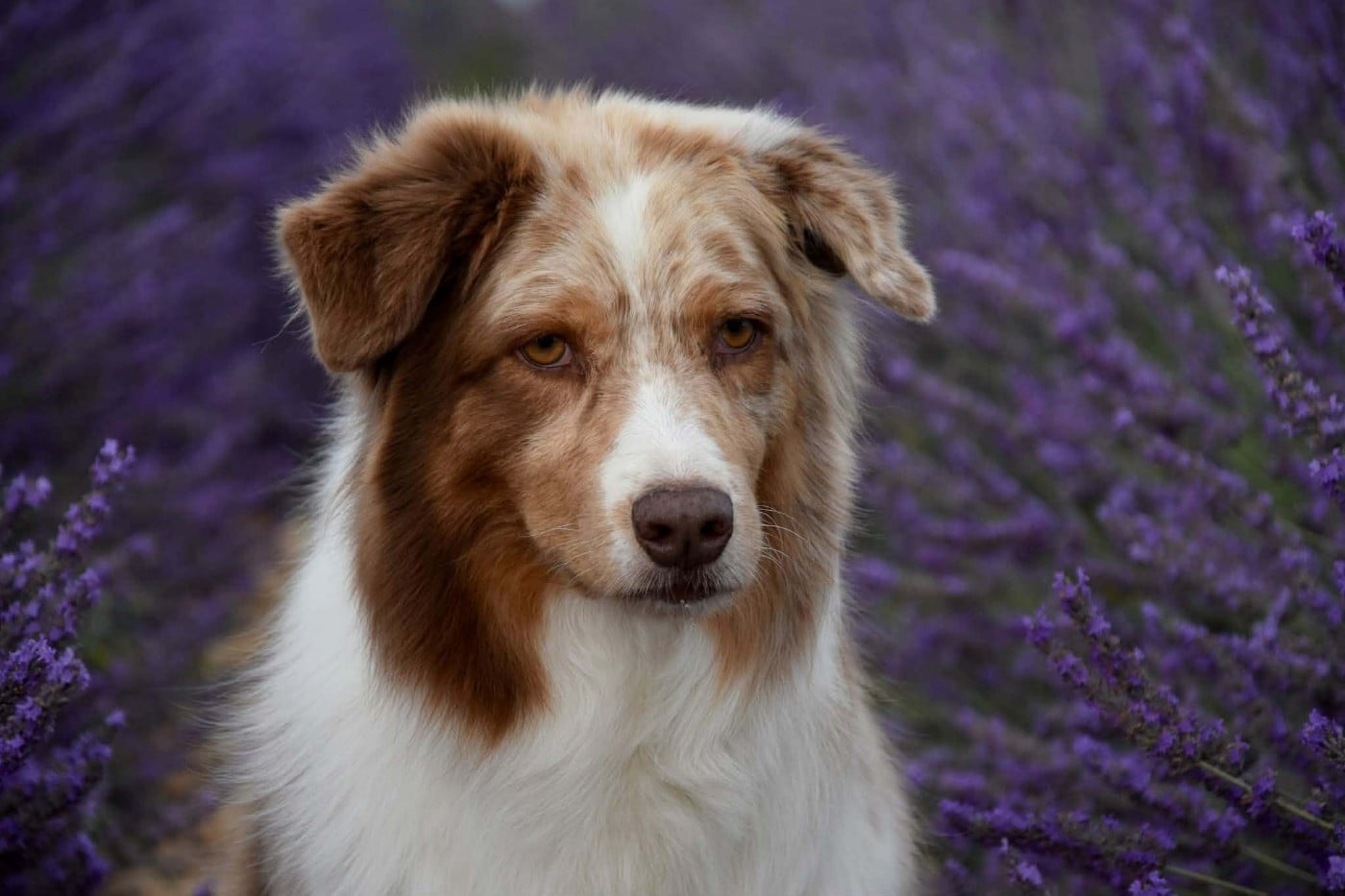 Lady daenerys targaryen Des Bergers Du Temple Maya