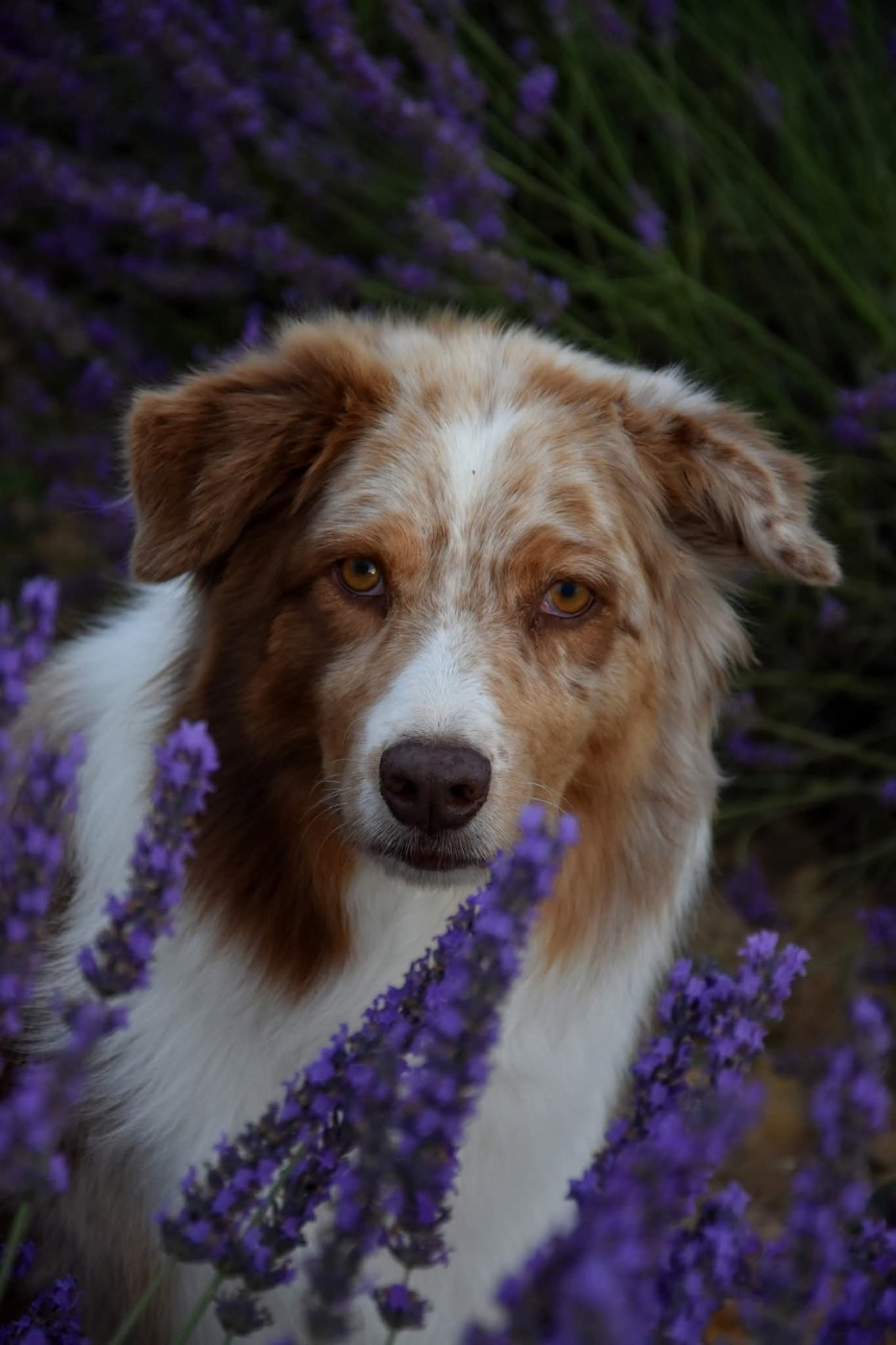 Lady daenerys targaryen Des Bergers Du Temple Maya