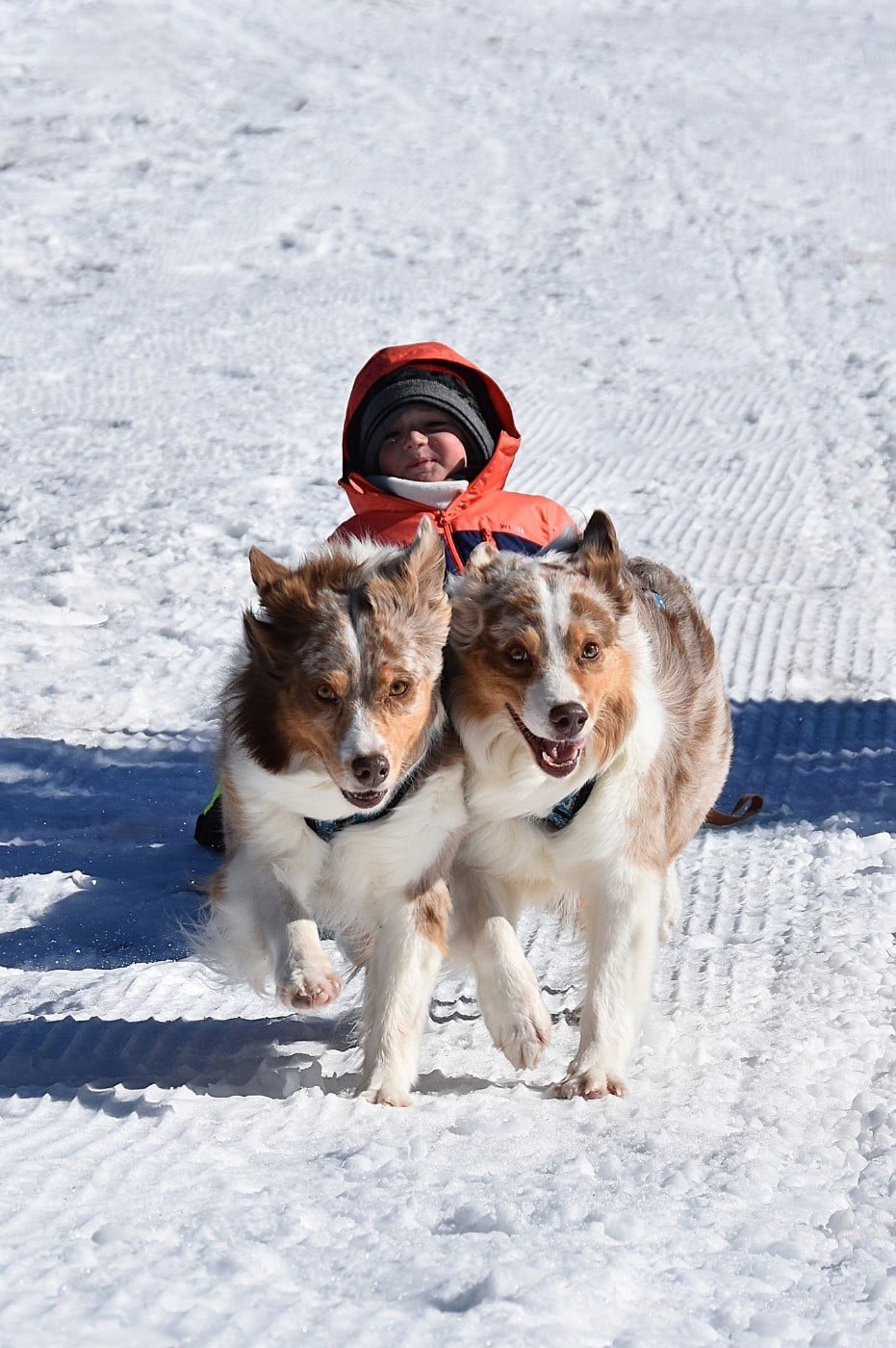 Lady daenerys targaryen Des Bergers Du Temple Maya