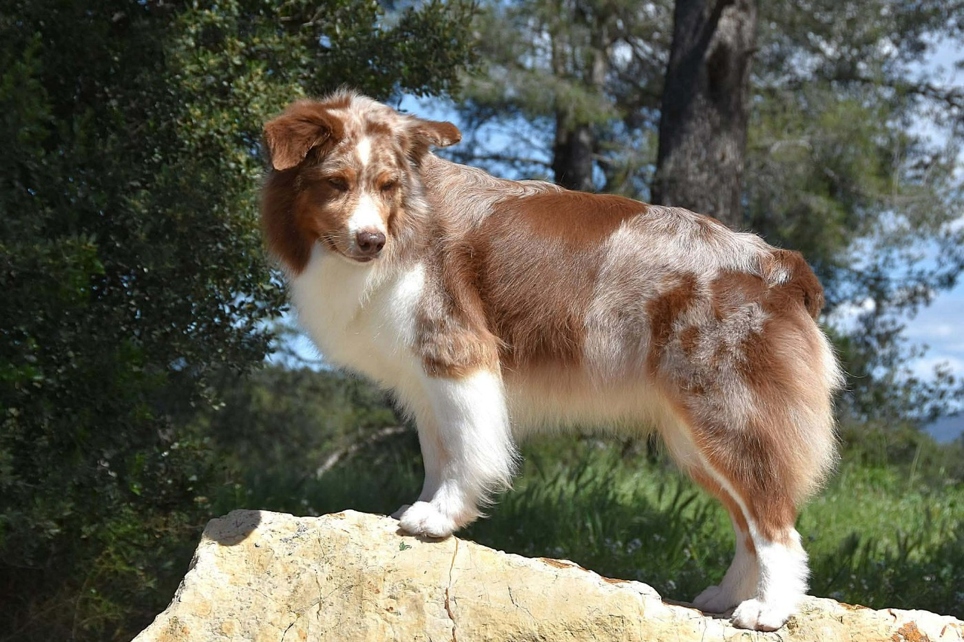 Lady daenerys targaryen Des Bergers Du Temple Maya